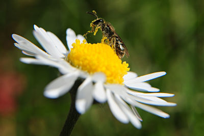 A bee forages a daisy