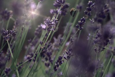 Close-up of purple flowering plants on field