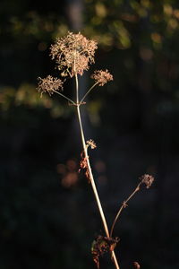 Close-up of wilted plant