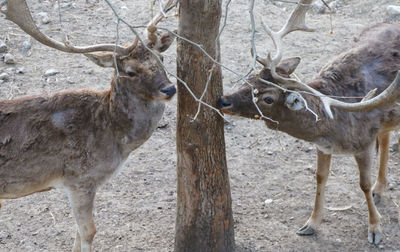 Deer standing in a field