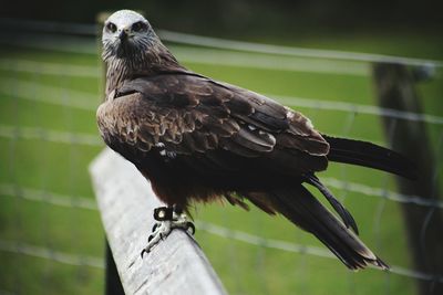 Close-up of bird perching on metal