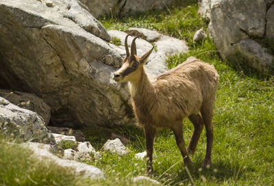 Deer standing on rock