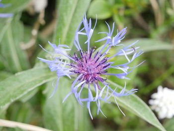 Close-up of purple flowering plant