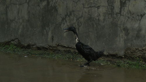 Black bird in water