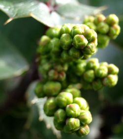 Close-up of green leaves