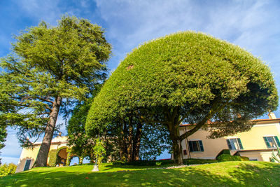 Trees and plants growing in lawn outside building