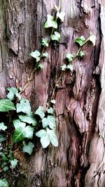 Close-up of leaves on tree trunk