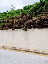 Low angle view of trees against wall