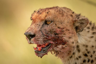 Close-up of cheetah looking away