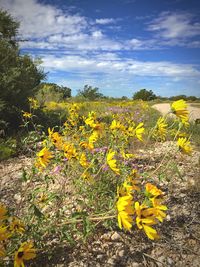 Sunflower field