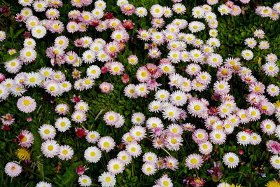 High angle view of flowering plants