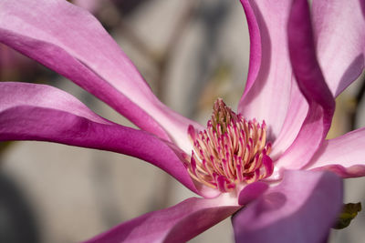 Close-up of pink flower