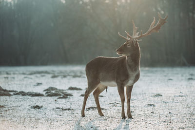 Deer standing on ground