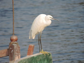 Close-up of bird perching on wooden post