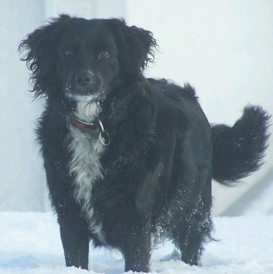 domestic animals, animal themes, one animal, mammal, pets, dog, portrait, black color, looking at camera, winter, snow, field, cold temperature, sitting, close-up, no people, animal hair, day, front view