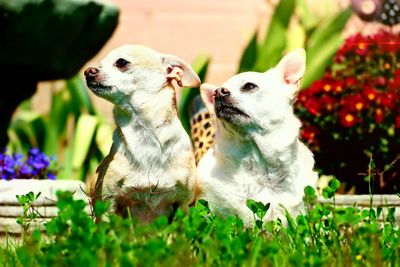 Close-up of dogs on grass