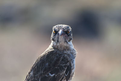 Portrait of galapagos mockingbird