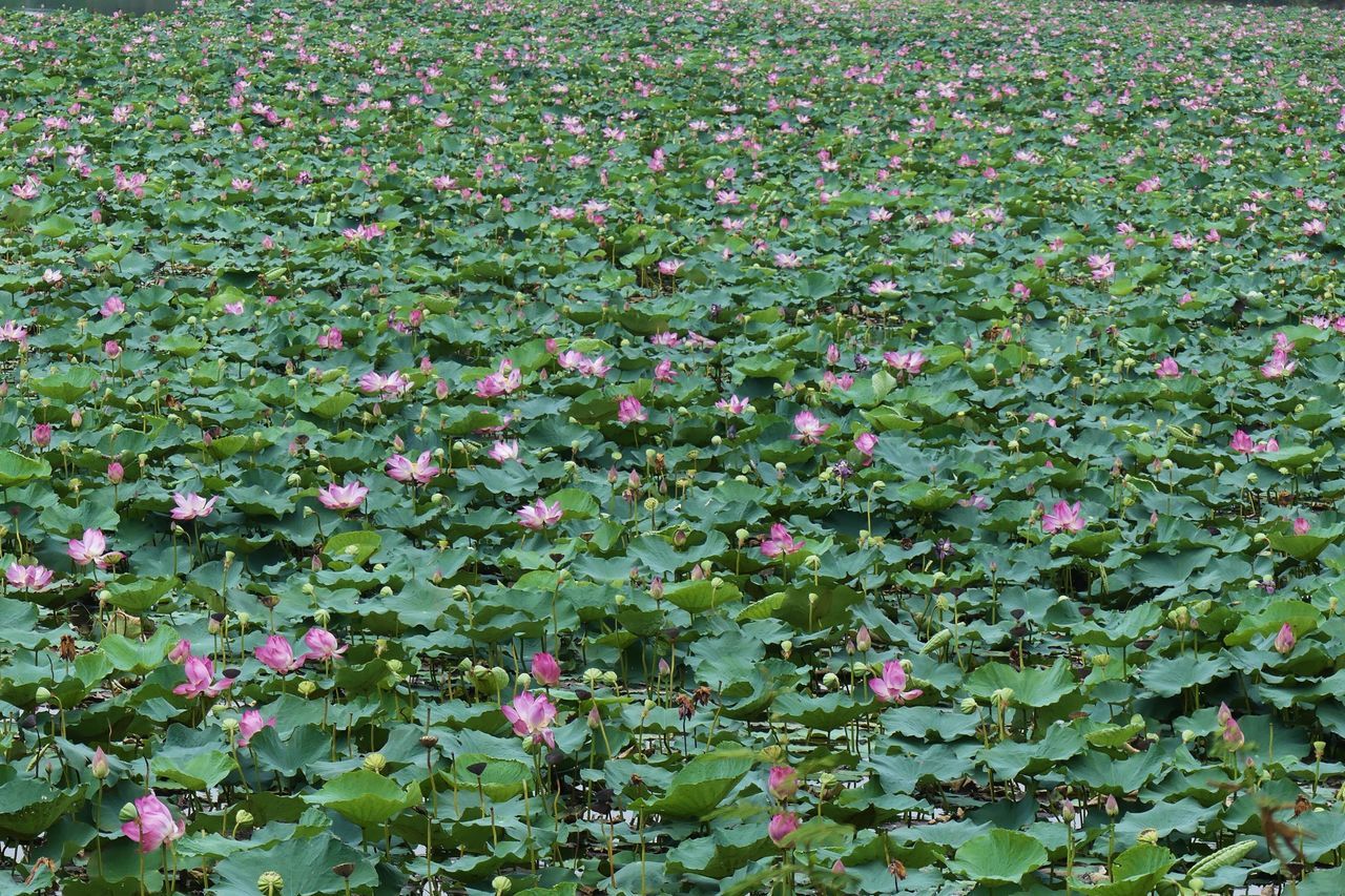 Lotus food