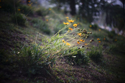 Close-up of plants growing on field