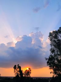 Low angle view of silhouette trees against sky during sunset