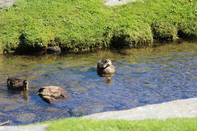 View of duck swimming in lake