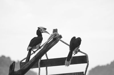 Low angle view of birds perching on wooden post