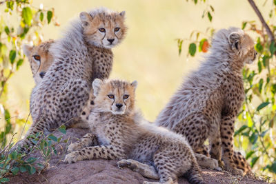 Cheetah cubs looking at something, at the savannah