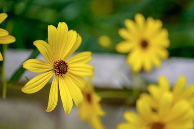 Close-up of yellow flowering plant