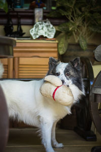 Close-up of dog looking