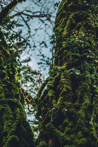 Low angle view of tree trunk