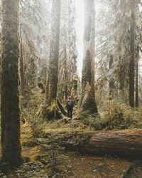 Trees in forest