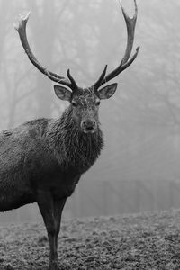 Close-up of deer