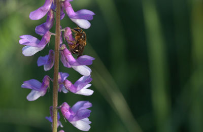 Close-up of bee on purple flowers