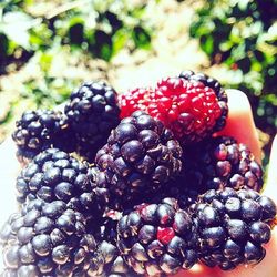 Close-up of berries on plate