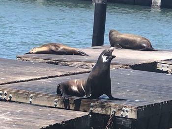 View of birds perching on pier