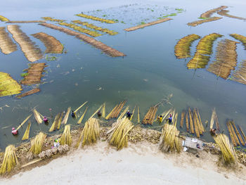 Farmers are busy separating jute fibre from stalks in a water body in natore district, bangladesh.