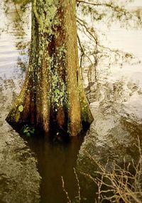 River in forest