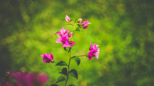 Close-up of pink flowering plant