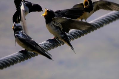 Close-up of bird flying