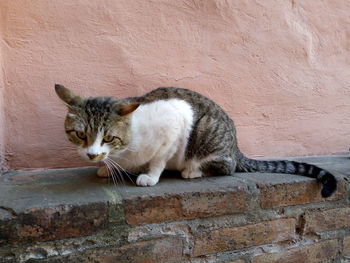 Cat sitting on wall