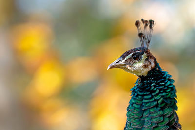 Close-up of peacock