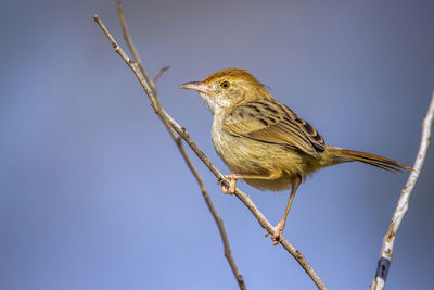 Bird perching on branch against sky