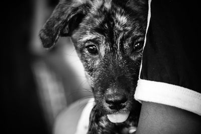 Close-up portrait of dog