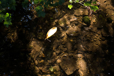 Close-up high angle view of water