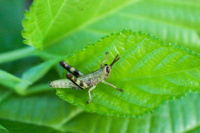 Close-up of insect on leaf