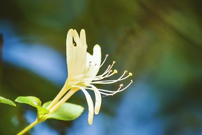 Close-up of flower buds