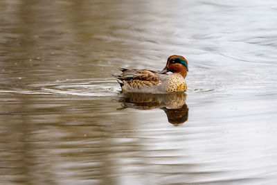 Duck swimming in a lake