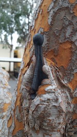 Close-up of tree trunk