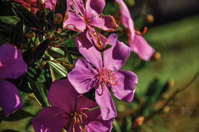 Pink flowers in the light of sunrise, near monte alegre do su in brazil.