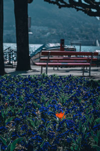 Close-up of flowering plants by sea